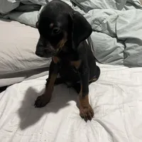 Bonehead Jr, a male Doberman Pinscher for sale in Haltom City, TX – Photo 3 of 3