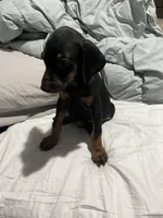 Bonehead Jr, a male Doberman Pinscher for sale in Haltom City, TX – Photo 3 of 3