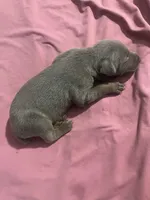 Izzy, a female Doberman Pinscher for sale in Haltom City, TX – Photo 3 of 4