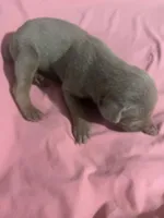 Izzy, a female Doberman Pinscher for sale in Haltom City, TX – Photo 2 of 4