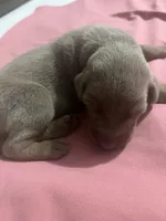 Izzy, a female Doberman Pinscher for sale in Haltom City, TX – Photo 1 of 4