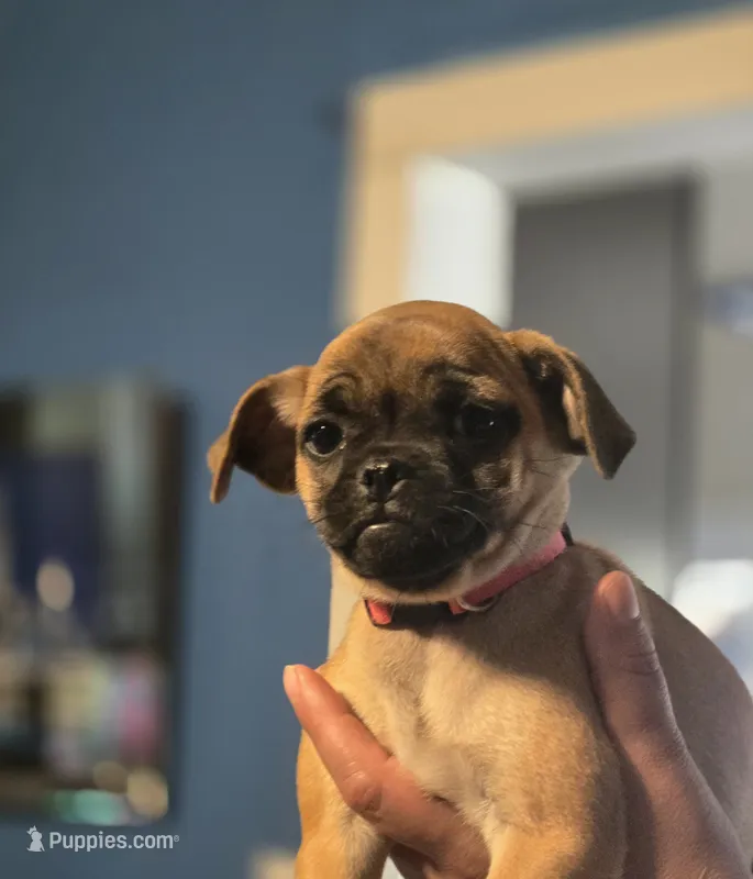 Honey – Chihuahua, Pug puppy for sale in Orange, VA