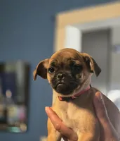 Honey, a female Chihuahua and Pug for sale in Orange, VA – 1 of 2