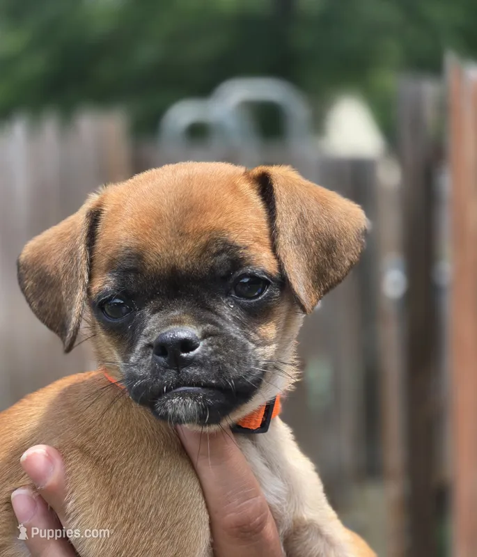 Tootsie – Chihuahua, Pug puppy for sale in Orange, VA