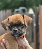 Tootsie, a female Chihuahua and Pug for sale in Orange, VA – 1 of 7