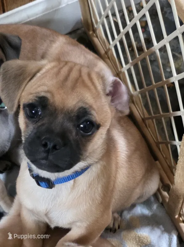 Stitch – Chihuahua, Pug puppy for sale in Orange, VA