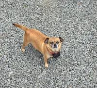 Brownie, a female Chihuahua and Pug for sale in Orange, VA – 5 of 6