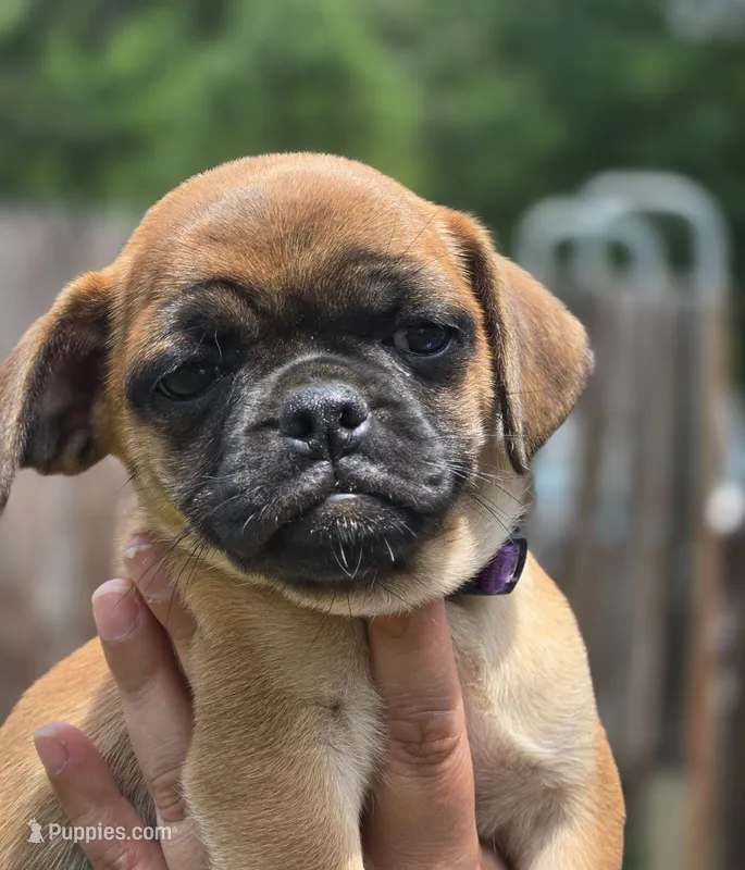 Bella – Chihuahua, Pug puppy for sale in Orange, VA