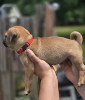 Speedy, a male Chihuahua and Pug for sale in Orange, VA – 2 of 2