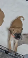 Tootsie, a female Chihuahua and Pug for sale in Orange, VA – 3 of 7