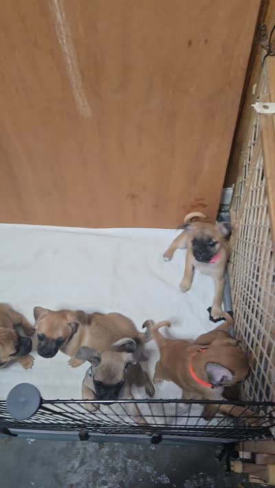 Bella, a female Chihuahua and Pug for sale in Orange, VA – 3 of 3