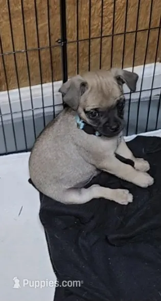 Tiny  – Chihuahua, Pug puppy for sale in Orange, VA