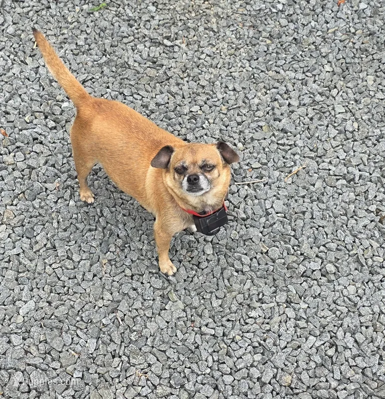 Brownie – Chihuahua, Pug puppy for sale in Orange, VA