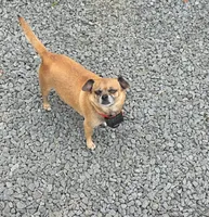Brownie, a female Chihuahua and Pug for sale in Orange, VA – 1 of 6
