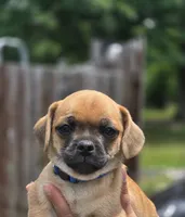 Stitch, a male Chihuahua and Pug for sale in Orange, VA – 1 of 2