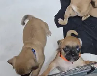 Tootsie, a female Chihuahua and Pug for sale in Orange, VA – 5 of 7