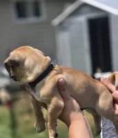 Benji, a male Chihuahua and Pug for sale in Orange, VA – 2 of 2