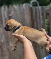 Stitch, a male Chihuahua and Pug for sale in Orange, VA – 2 of 2