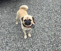 Chato, a male Pug for sale in Orange, VA – 4 of 6