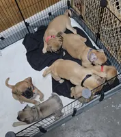Tiny , a male Chihuahua and Pug for sale in Orange, VA – 4 of 8