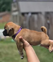 Bella, a female Chihuahua and Pug for sale in Orange, VA – 2 of 3
