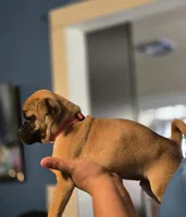 Honey, a female Chihuahua and Pug for sale in Orange, VA – 2 of 2