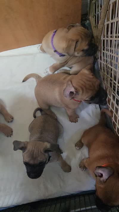 Tiny , a male Chihuahua and Pug for sale in Orange, VA – 7 of 8