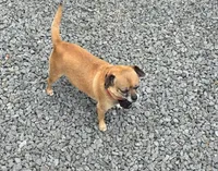Brownie, a female Chihuahua and Pug for sale in Orange, VA – 2 of 6