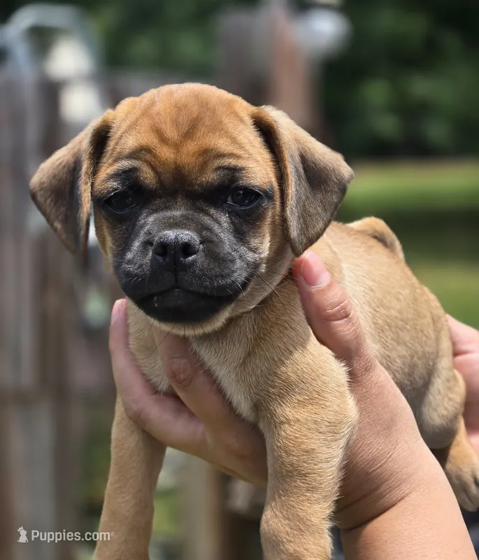 Speedy – Chihuahua, Pug puppy for sale in Orange, VA