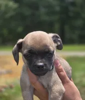 Tiny , a male Chihuahua and Pug for sale in Orange, VA – 5 of 8