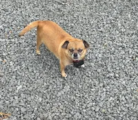 Brownie, a female Chihuahua and Pug for sale in Orange, VA – 3 of 6