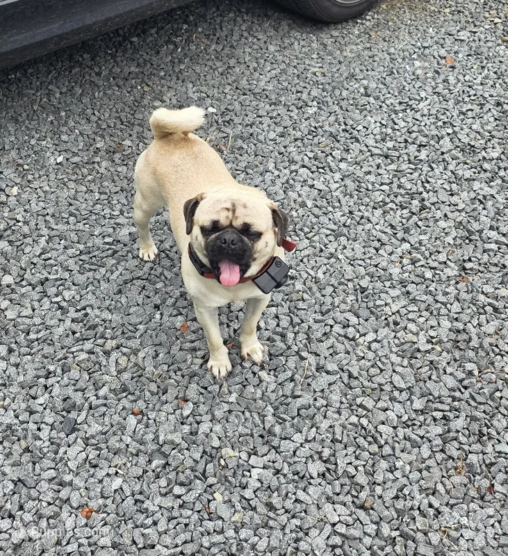 Chato – Pug puppy for sale in Orange, VA