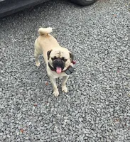 Chato, a male Pug for sale in Orange, VA – 1 of 6