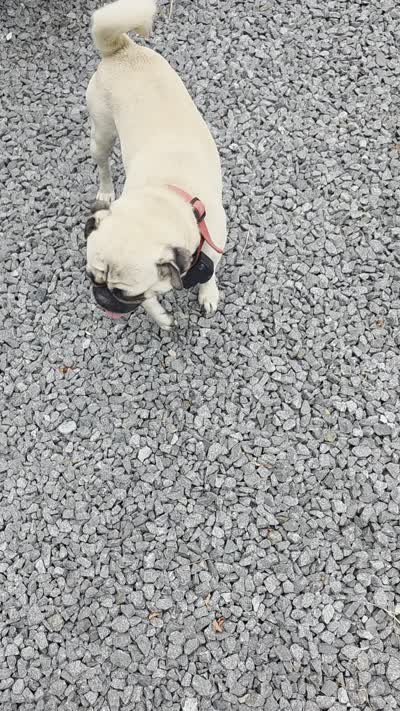 Chato, a male Pug for sale in Orange, VA – 6 of 6