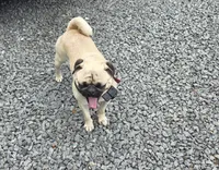 Chato, a male Pug for sale in Orange, VA – 2 of 6
