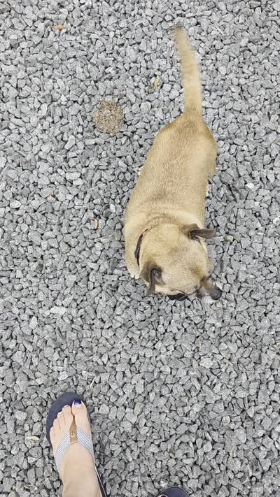 Brownie, a female Chihuahua and Pug for sale in Orange, VA – 6 of 6