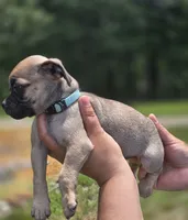 Tiny , a male Chihuahua and Pug for sale in Orange, VA – 6 of 8