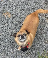 Brownie, a female Chihuahua for sale in Orange, VA – 4 of 5