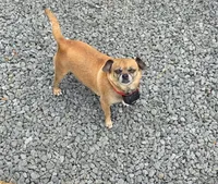 Brownie, a female Chihuahua and Pug for sale in Orange, VA – 4 of 6