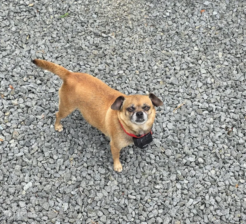 Brownie – Chihuahua puppy for sale in Orange, VA