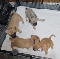 Tiny , a male Chihuahua and Pug for sale in Orange, VA – 3 of 8