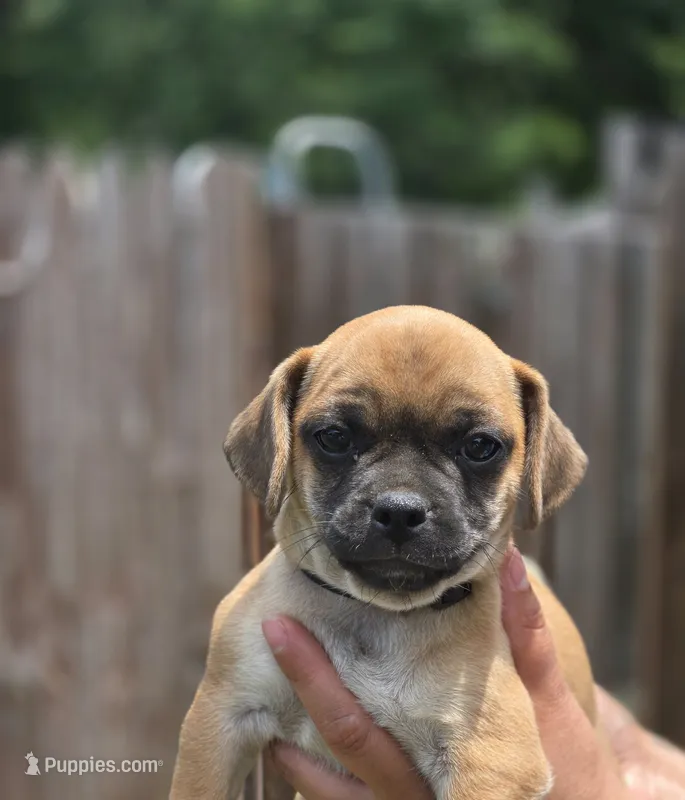 Benji – Chihuahua, Pug puppy for sale in Orange, VA