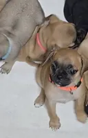 Tootsie, a female Chihuahua and Pug for sale in Orange, VA – 2 of 7