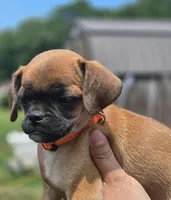 Tootsie, a female Chihuahua and Pug for sale in Orange, VA – 4 of 7