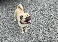Chato, a male Pug for sale in Orange, VA – 5 of 6