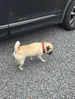 Chato, a male Pug for sale in Orange, VA – 3 of 6