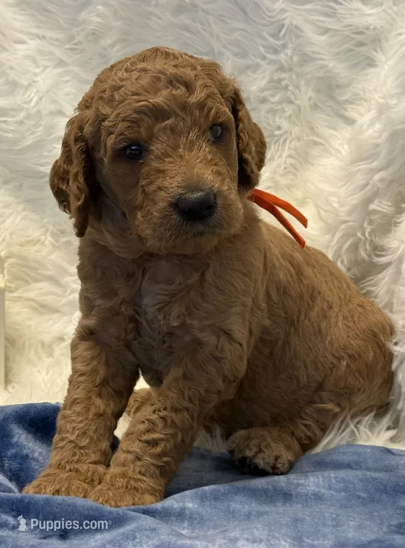 Orange Collar – Goldendoodle puppy on hold in Lafayette, LA