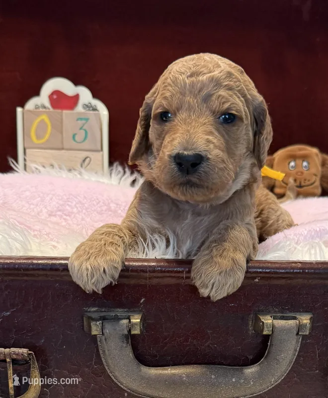 Yellow Collar – Goldendoodle puppy for sale in Lafayette, LA