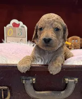 Yellow Collar, a female Goldendoodle for sale in Lafayette, LA – 1 of 1