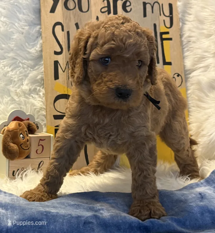 Black Collar – Goldendoodle puppy on hold in Lafayette, LA